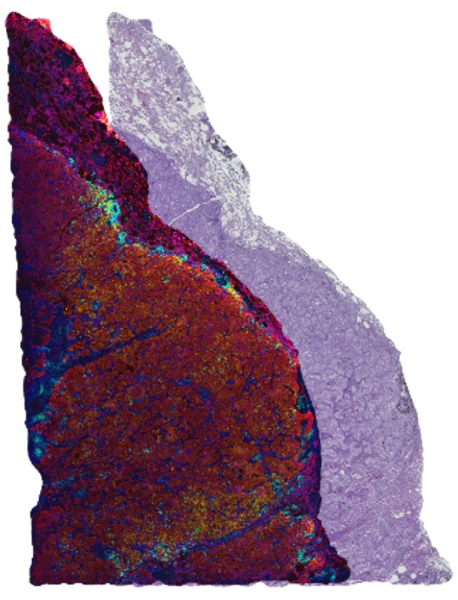 Tissue Slides]